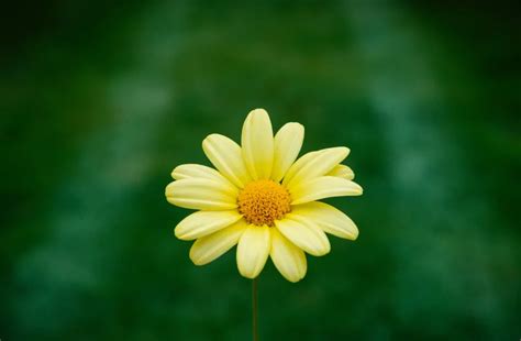 黃雛菊花語|不同顏色雛菊的花語